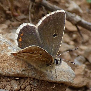 Spanish Argus - Aricia morronensis © John Muddeman